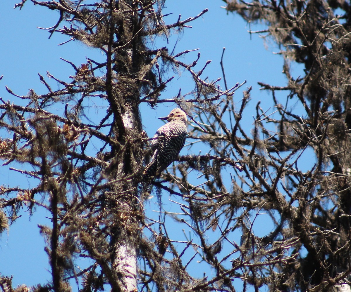 Williamson's Sapsucker - ML620630394