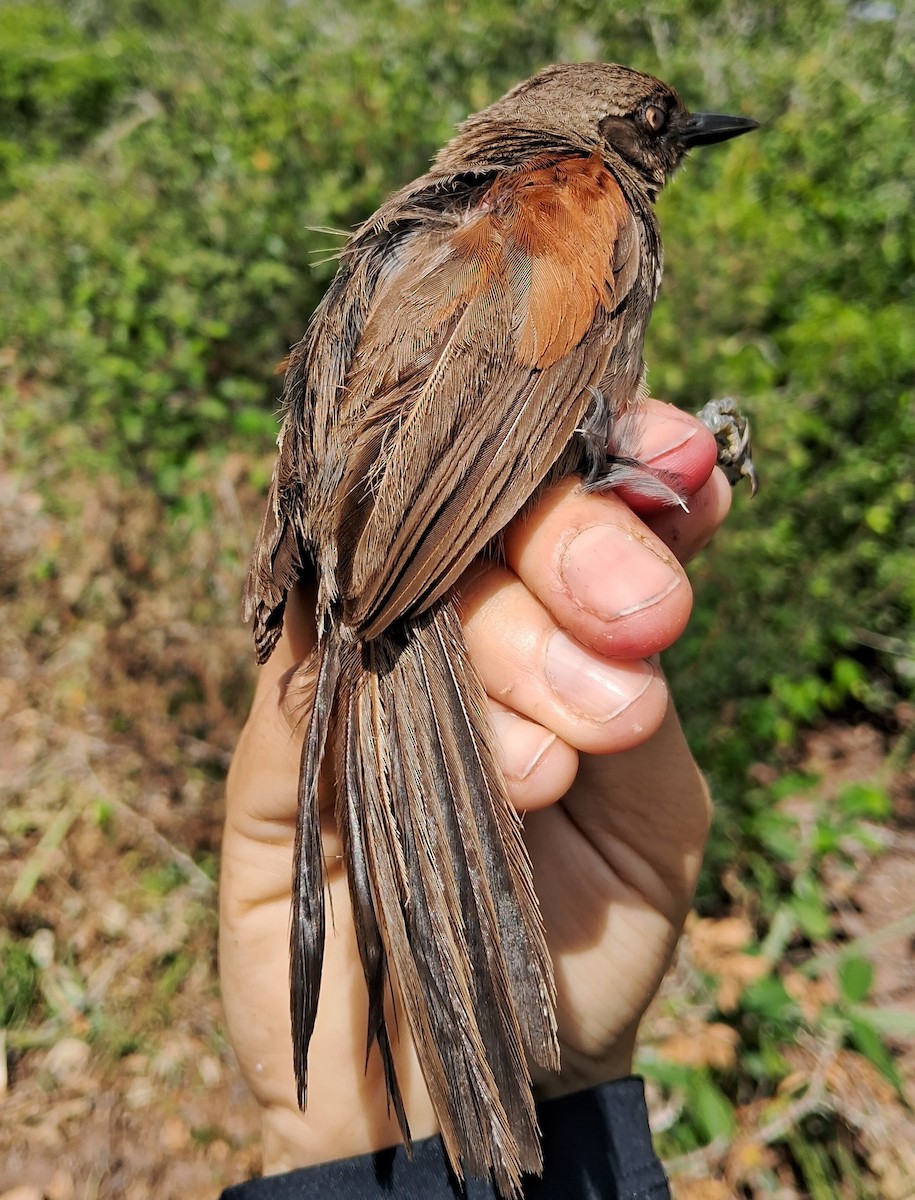 Red-shouldered Spinetail - ML620630395