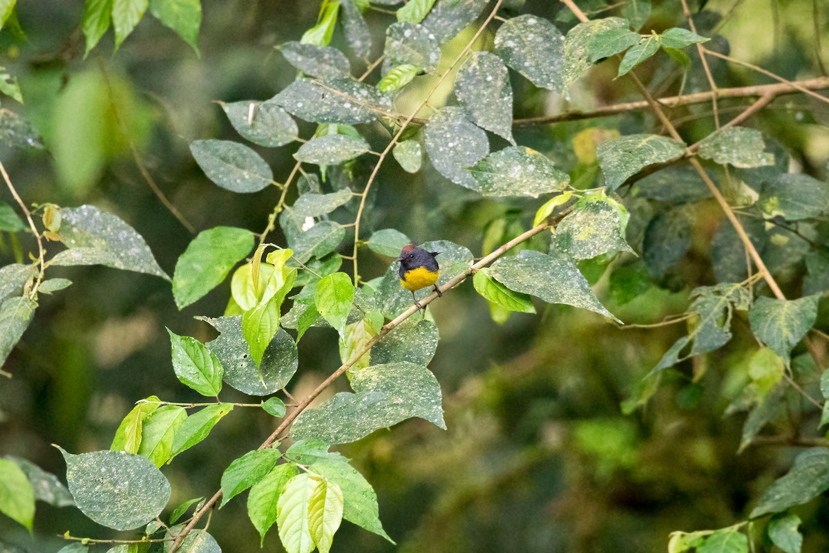 Paruline ardoisée - ML620630396