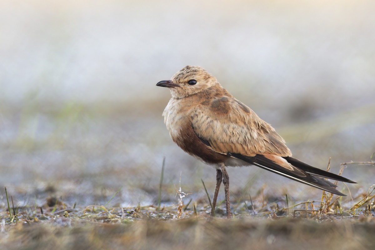 Australian Pratincole - ML620630397