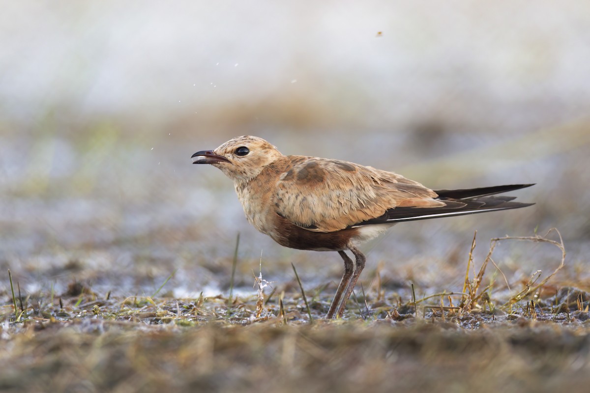 Australian Pratincole - ML620630398