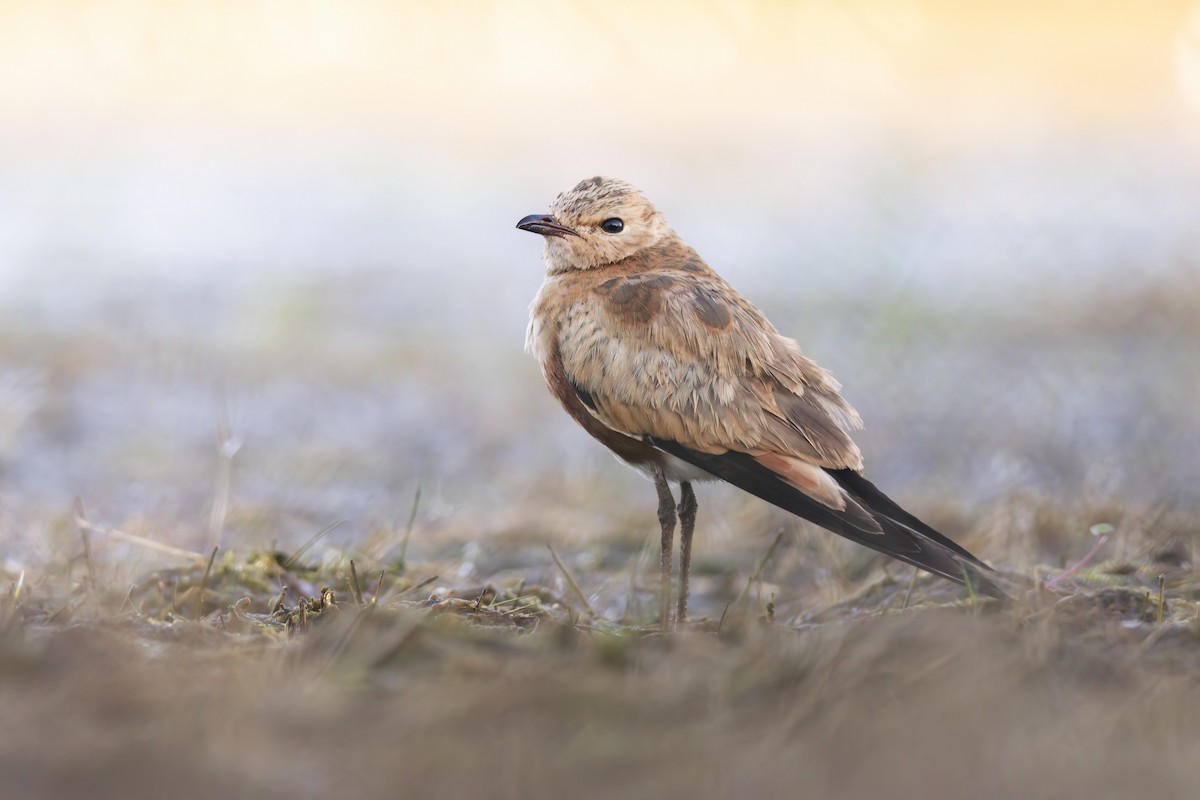 Australian Pratincole - ML620630399