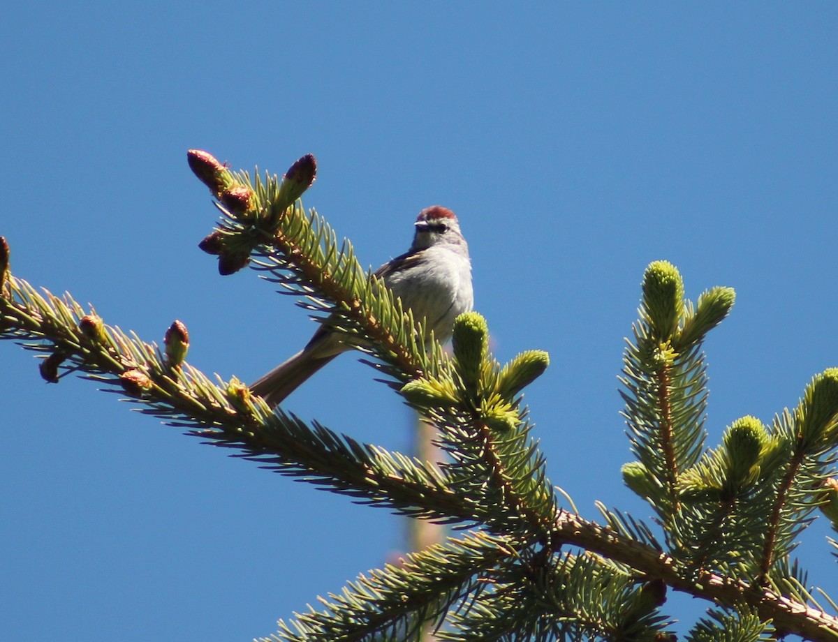 Chipping Sparrow - ML620630402