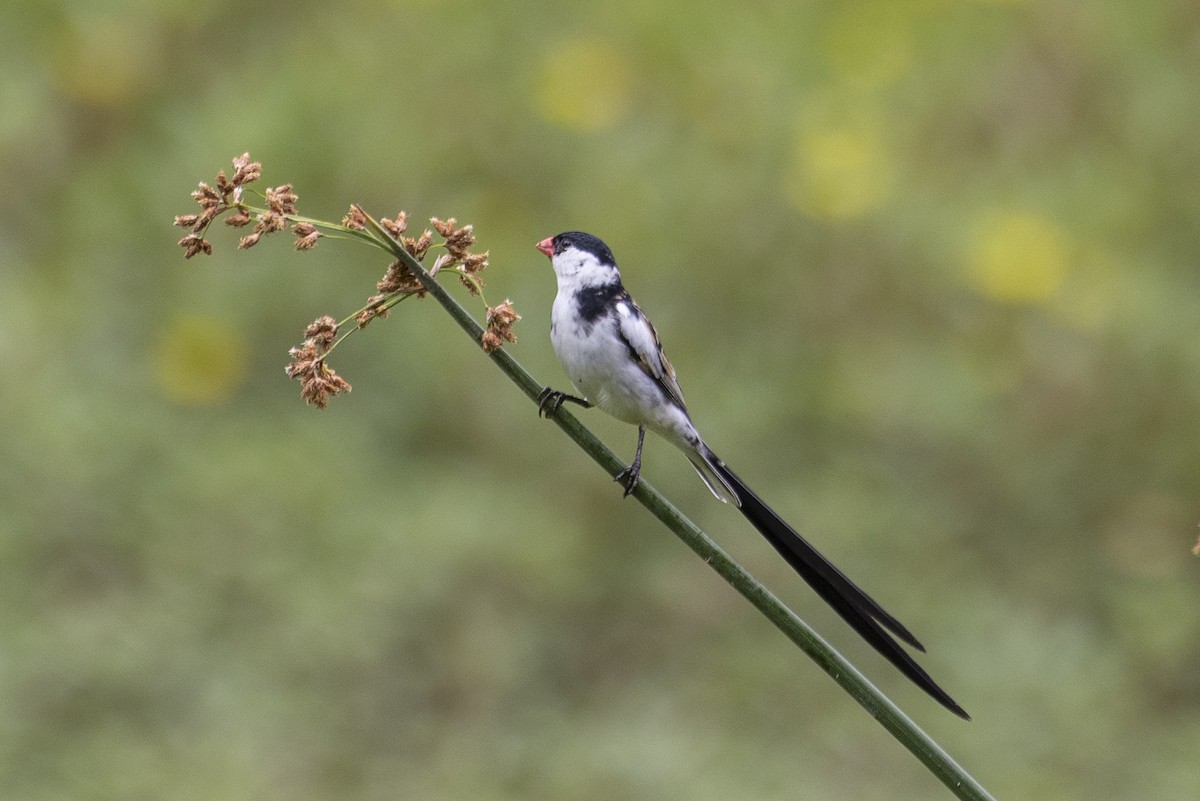 Pin-tailed Whydah - ML620630403