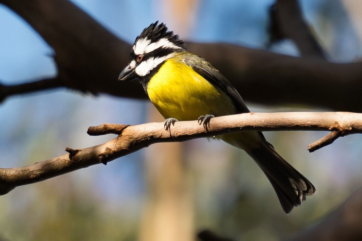 Eastern Shrike-tit - ML620630404