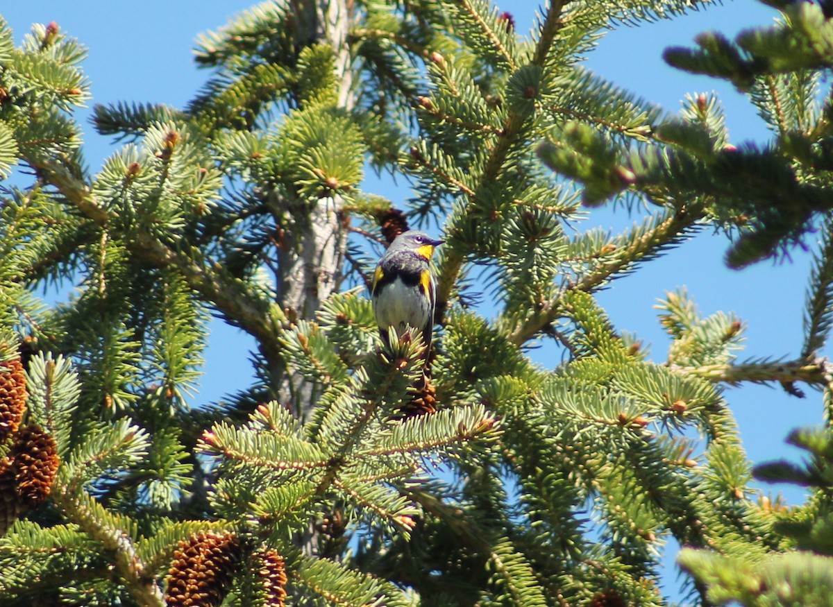 Yellow-rumped Warbler - ML620630405