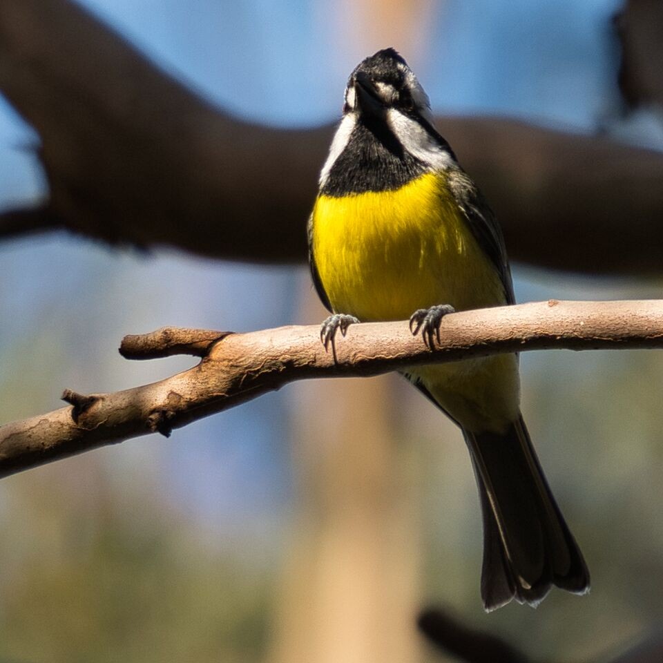 Eastern Shrike-tit - ML620630406