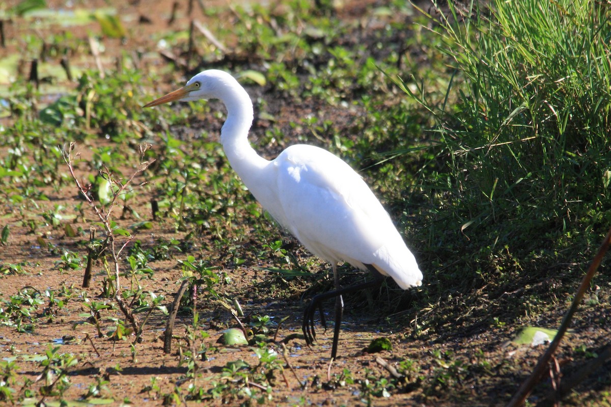 Plumed Egret - Michael  Willis