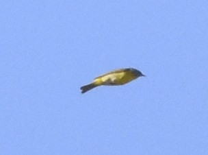 Nashville Warbler - ML620630409