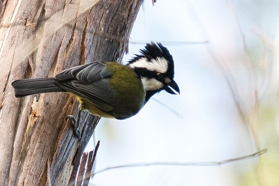 Eastern Shrike-tit - ML620630410