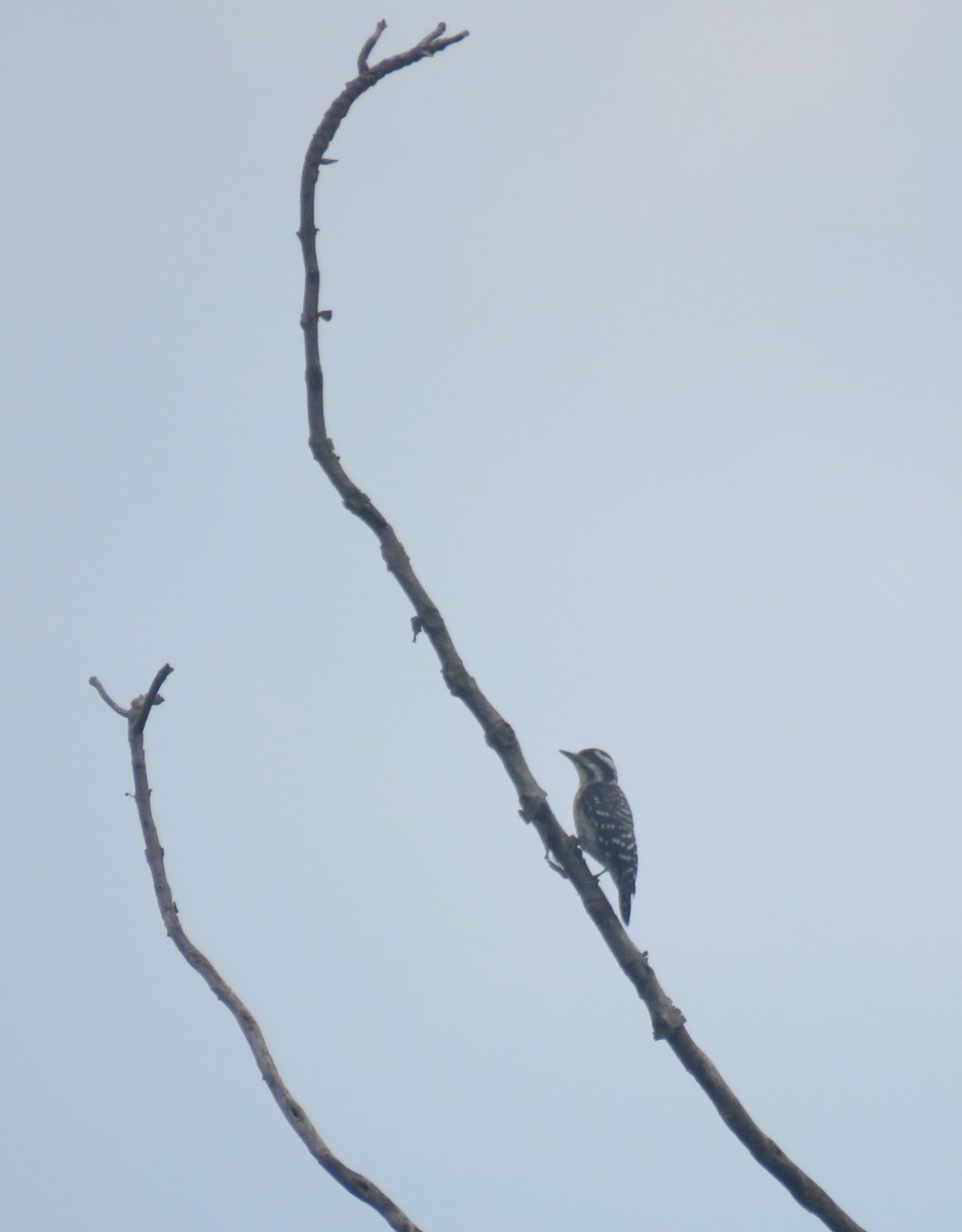 Sunda Pygmy Woodpecker - ML620630412