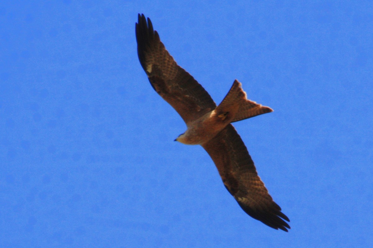 Black Kite - ML620630413