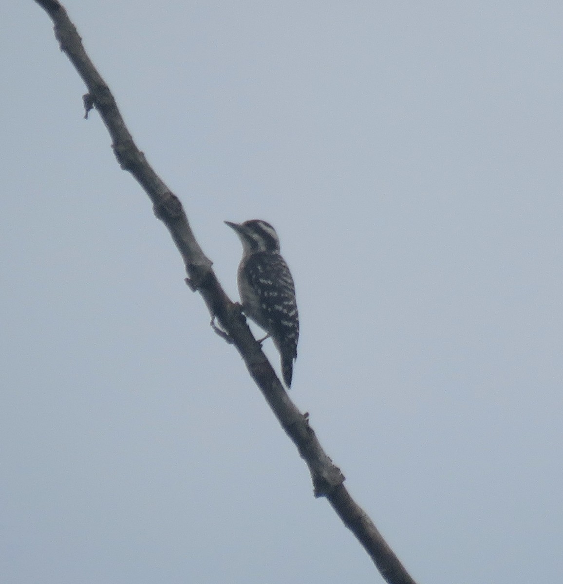 Sunda Pygmy Woodpecker - ML620630414