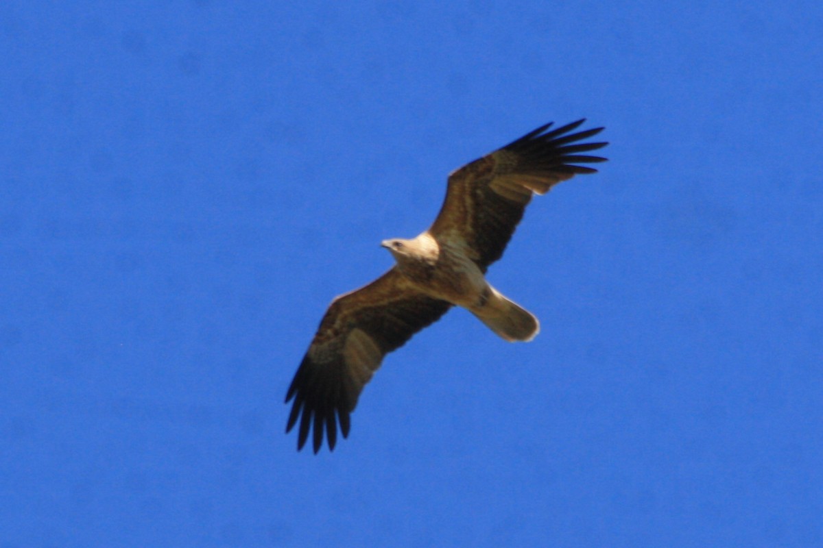 Whistling Kite - ML620630416