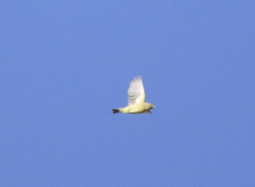 Orange-crowned Warbler (lutescens) - ML620630419