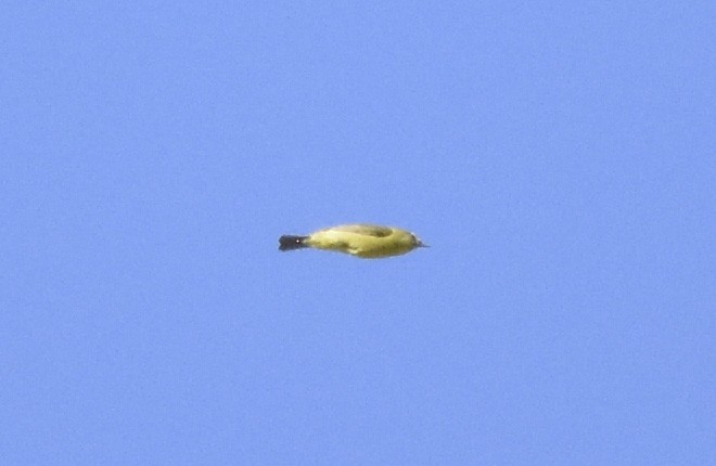 Orange-crowned Warbler (lutescens) - ML620630421