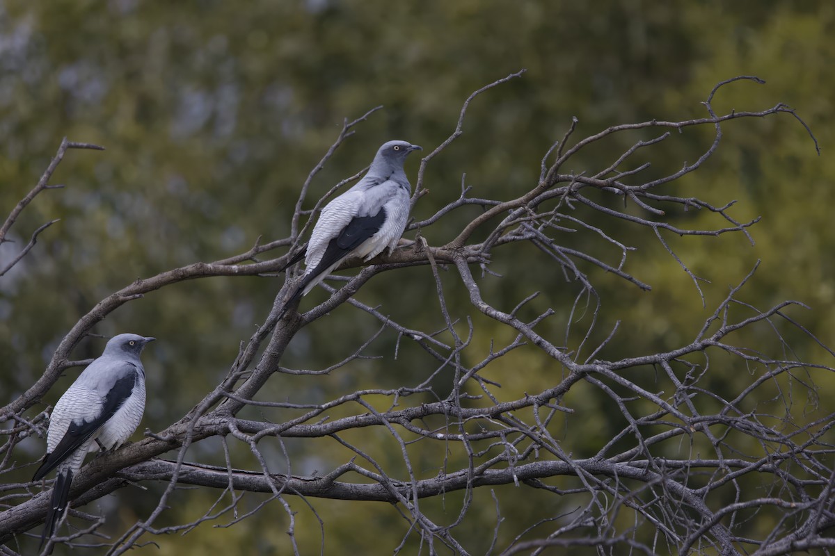 Échenilleur terrestre - ML620630422