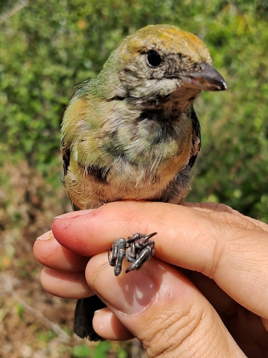Burnished-buff Tanager - ML620630425
