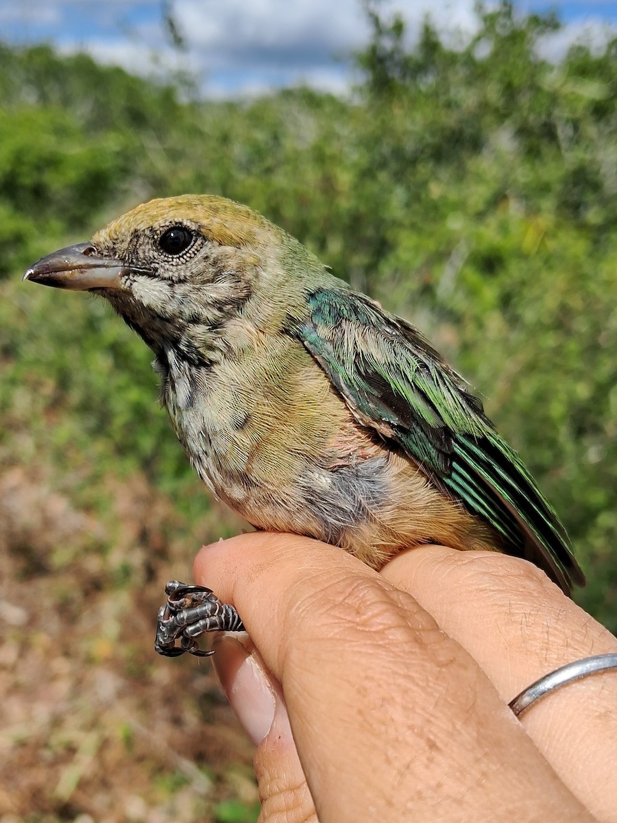 Burnished-buff Tanager - ML620630426