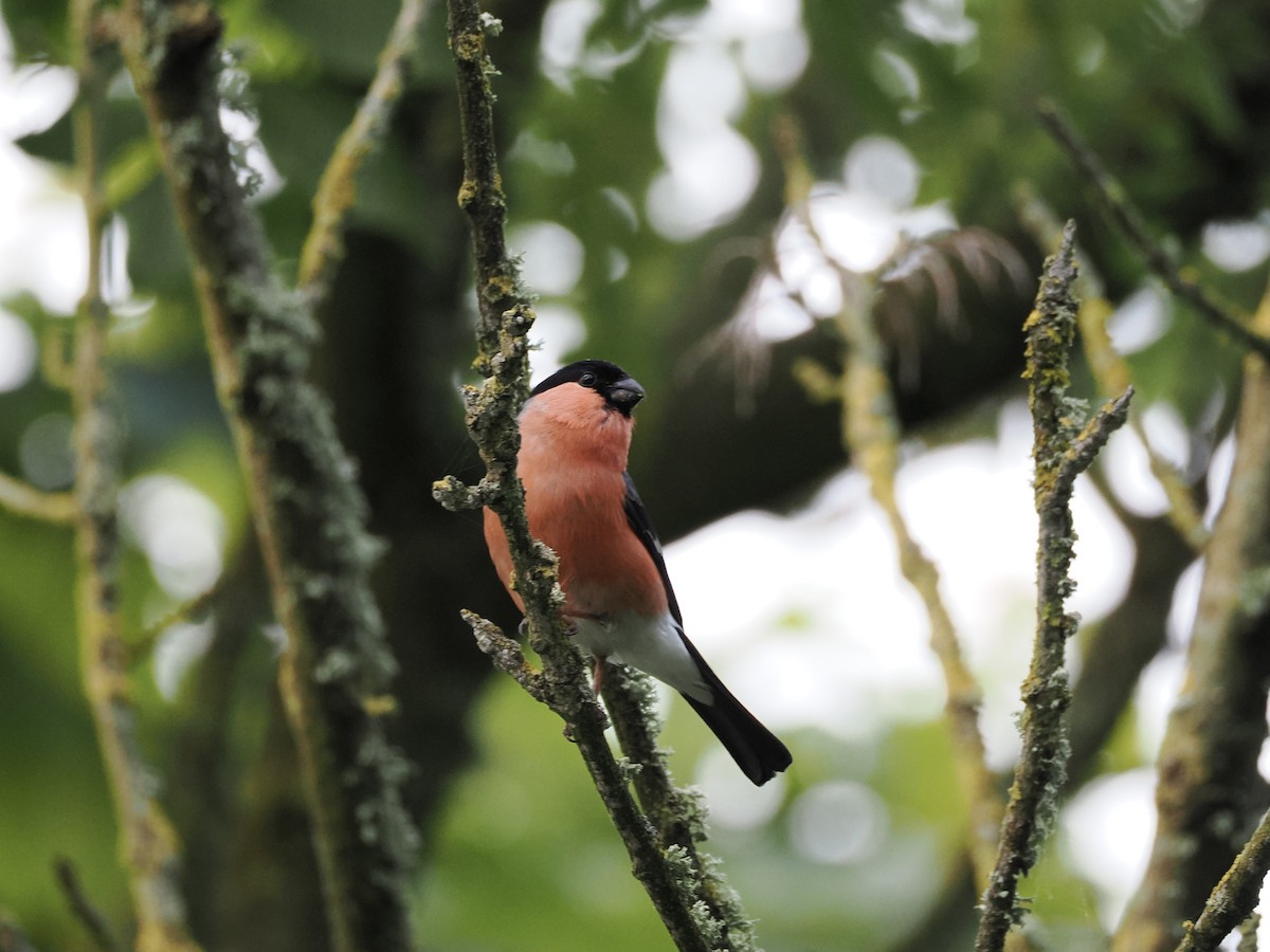 Eurasian Bullfinch - ML620630431