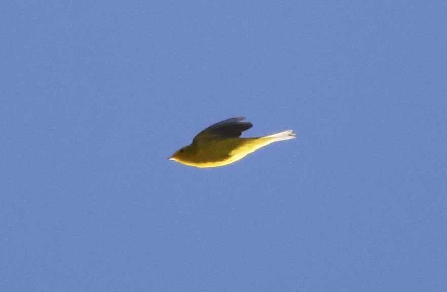 Wilson's Warbler - ML620630432