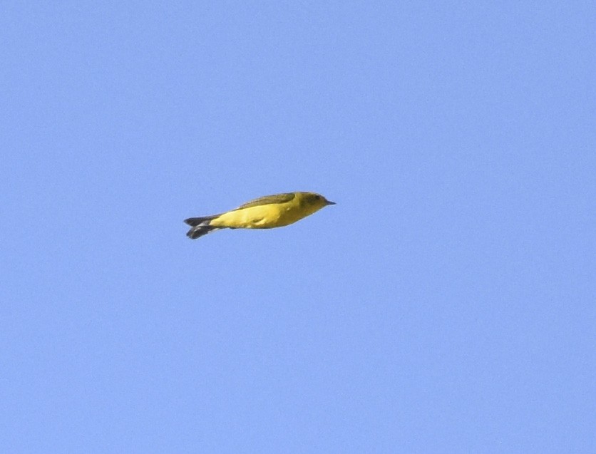 Wilson's Warbler - ML620630433