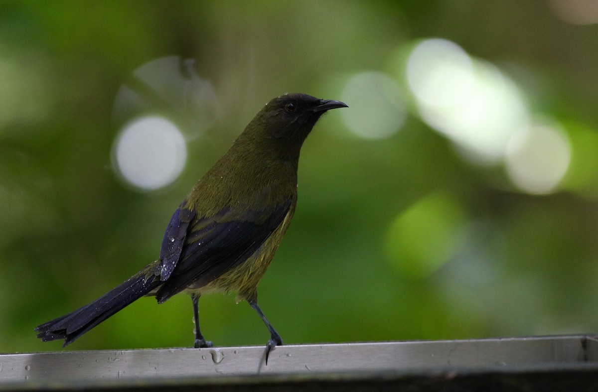 New Zealand Bellbird - ML620630443