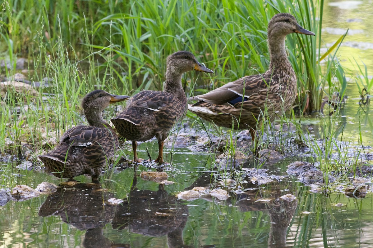 Canard colvert - ML620630446