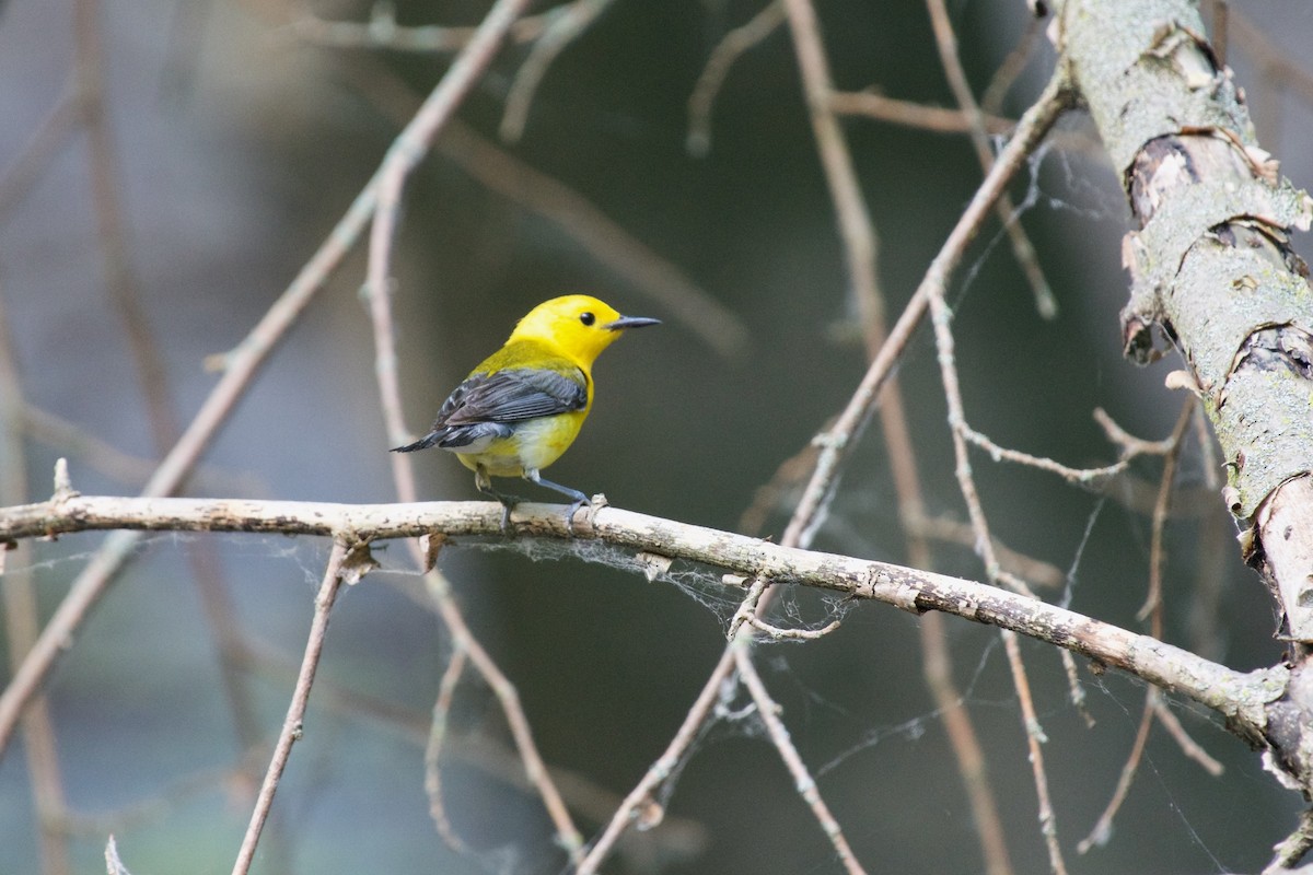 Prothonotary Warbler - ML620630448