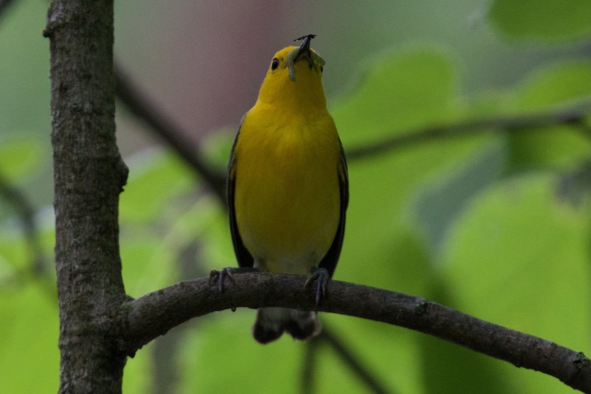 Prothonotary Warbler - ML620630449