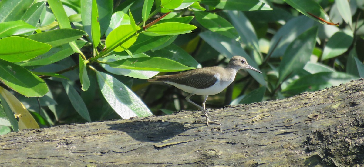 Common Sandpiper - ML620630451