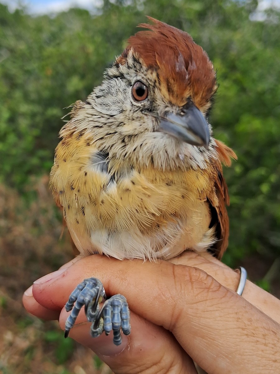 Batará Barrado (capistratus) - ML620630454