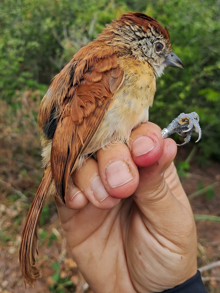 Barred Antshrike (Caatinga) - ML620630455