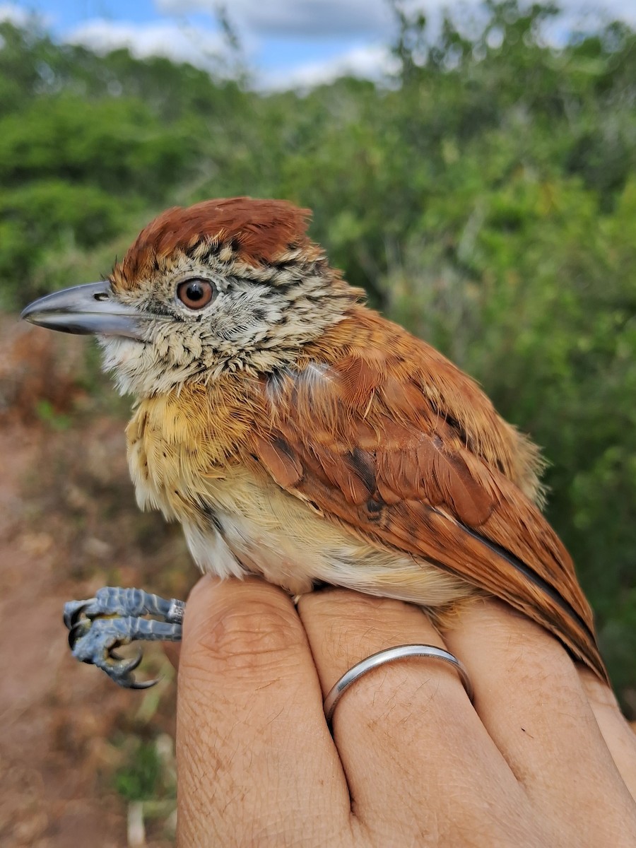 Barred Antshrike (Caatinga) - ML620630456