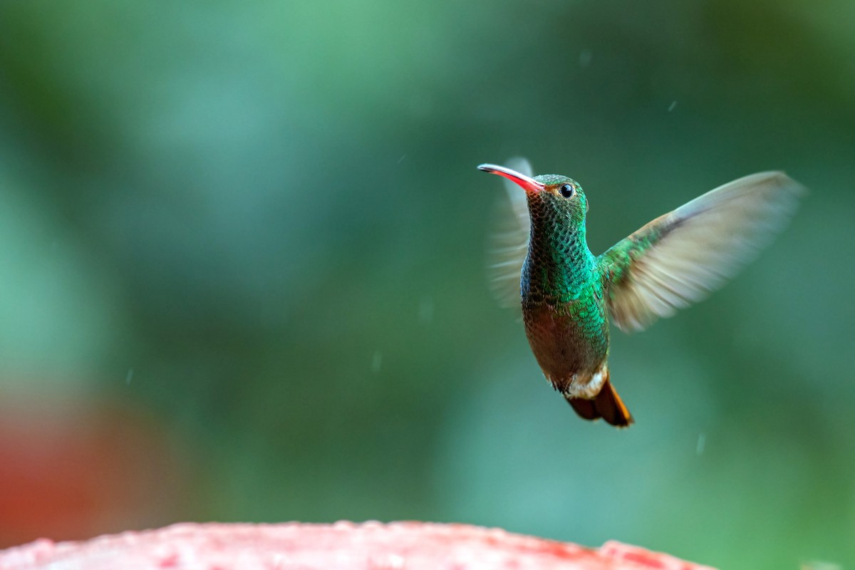 Rufous-tailed Hummingbird - ML620630462