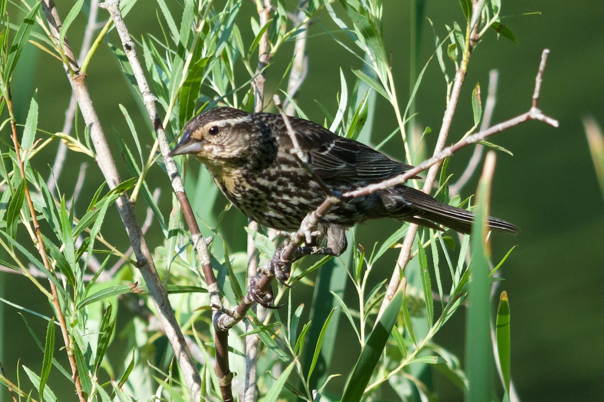 Red-winged Blackbird - ML620630463