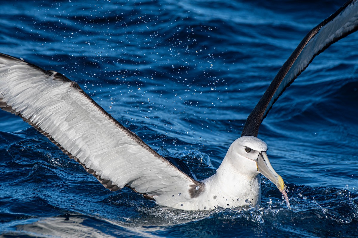 Albatros à cape blanche - ML620630464