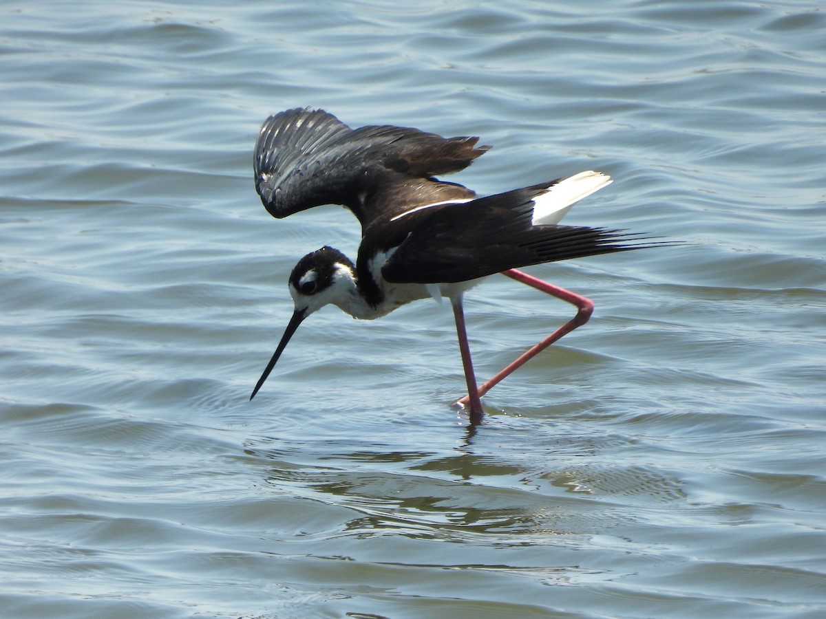 Black-necked Stilt - ML620630467