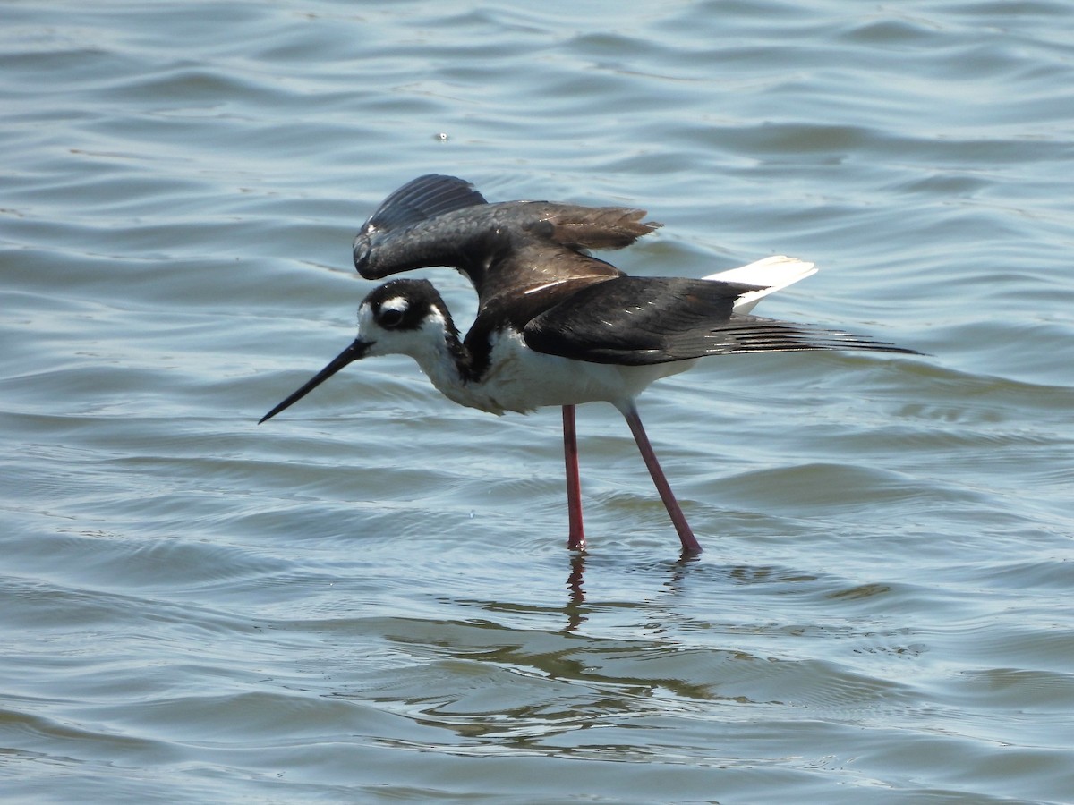 Black-necked Stilt - ML620630468