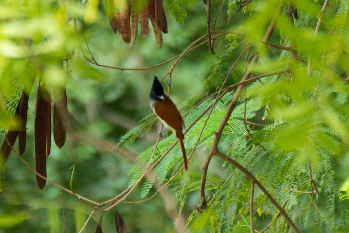 Indian Paradise-Flycatcher - ML620630475