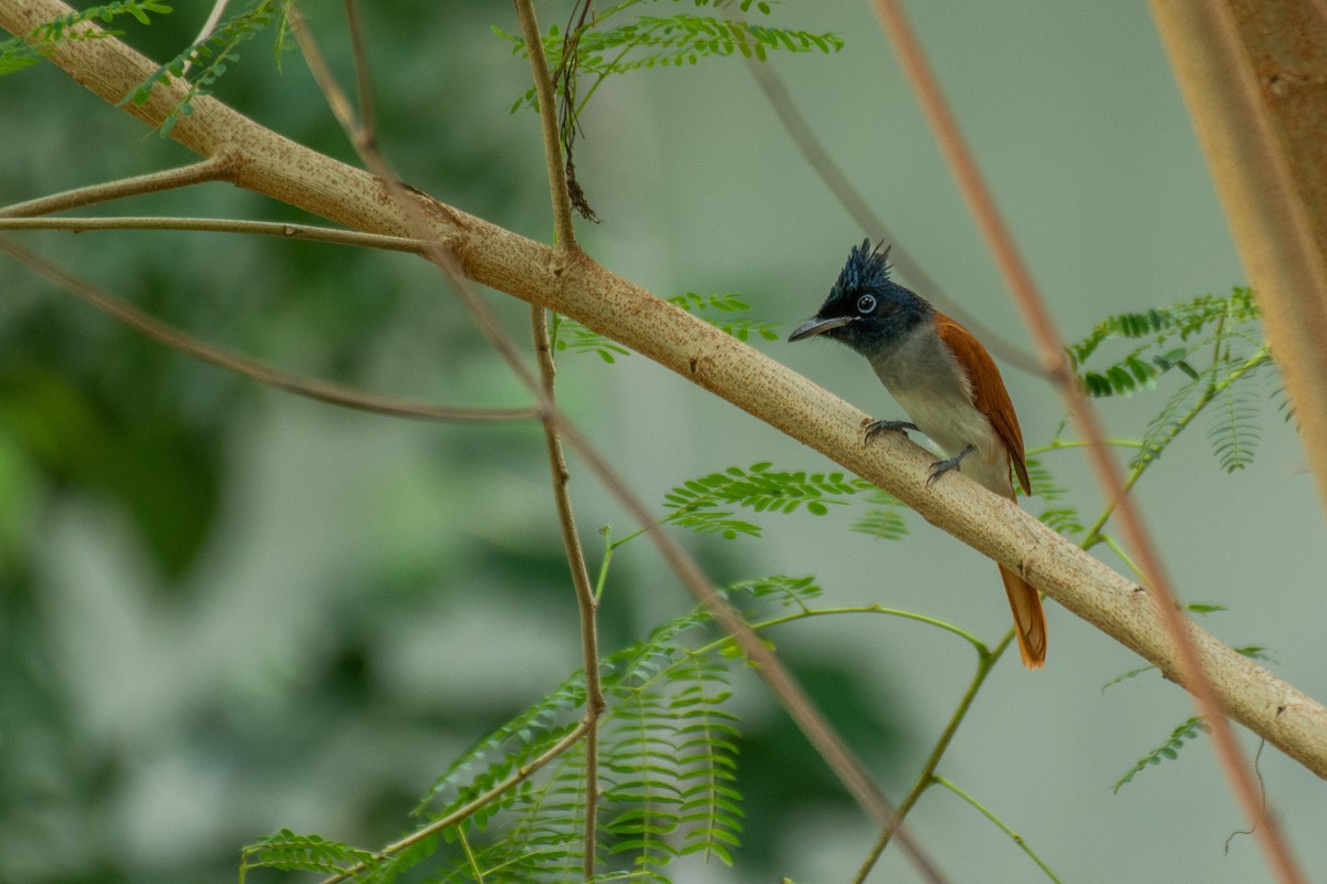 Indian Paradise-Flycatcher - ML620630476