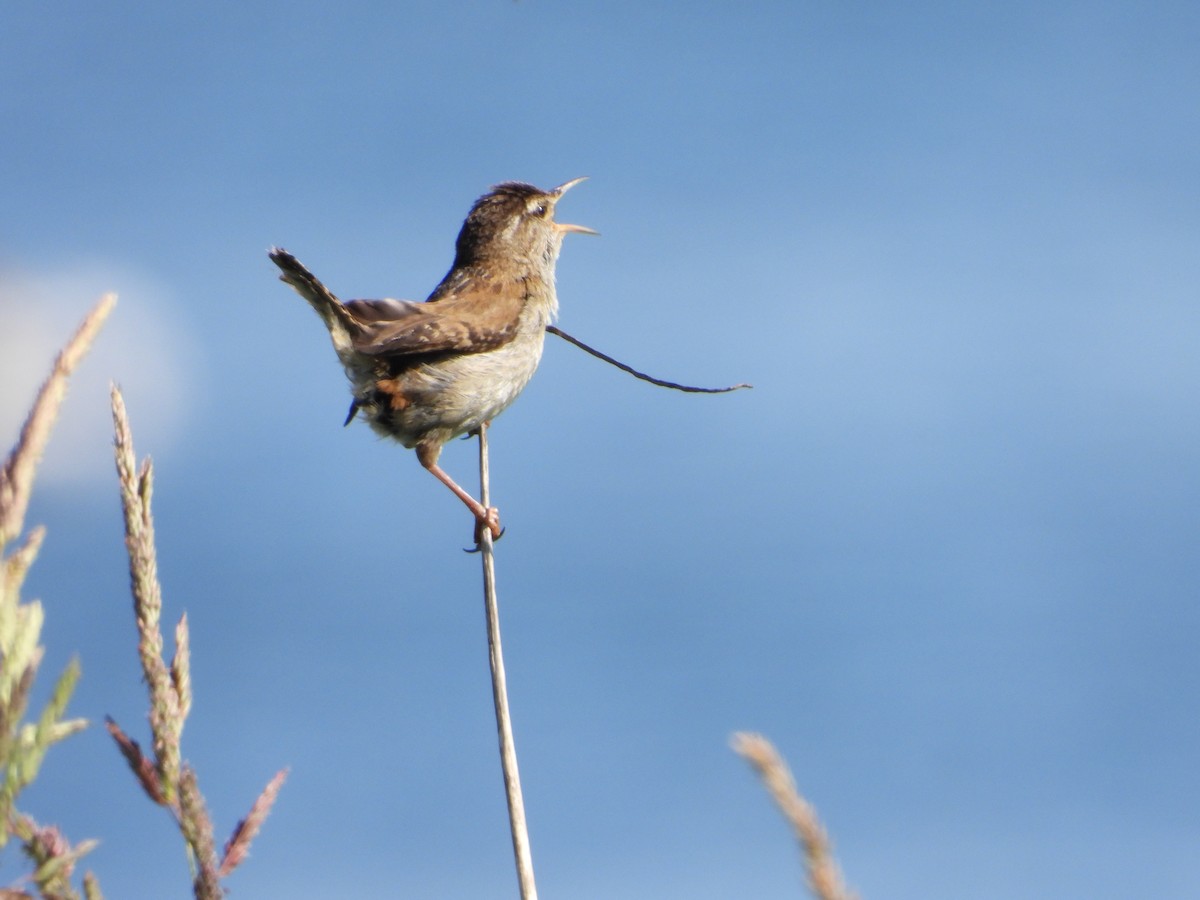 Marsh Wren - ML620630486