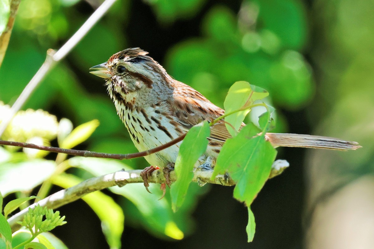 Song Sparrow - ML620630492