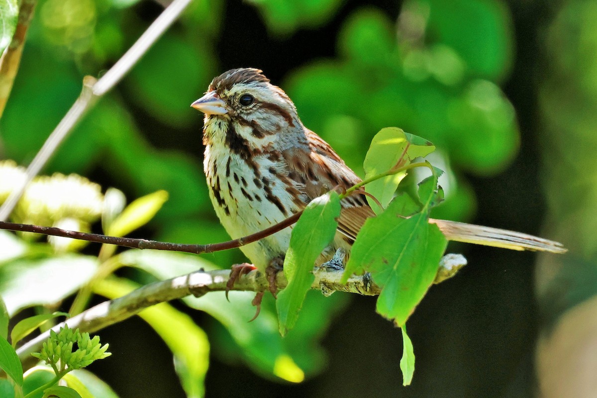 Song Sparrow - ML620630493