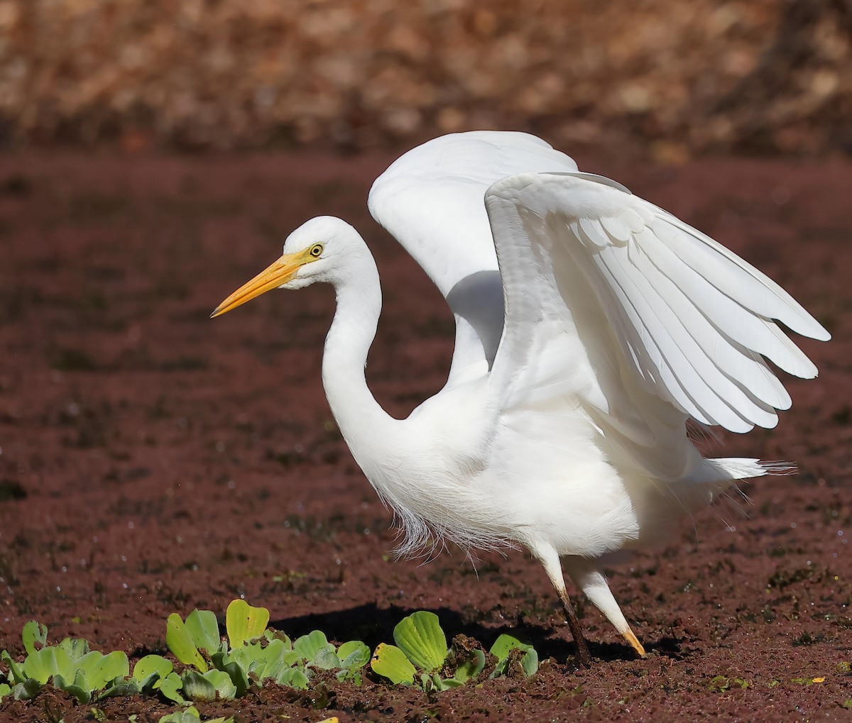 Plumed Egret - ML620630494