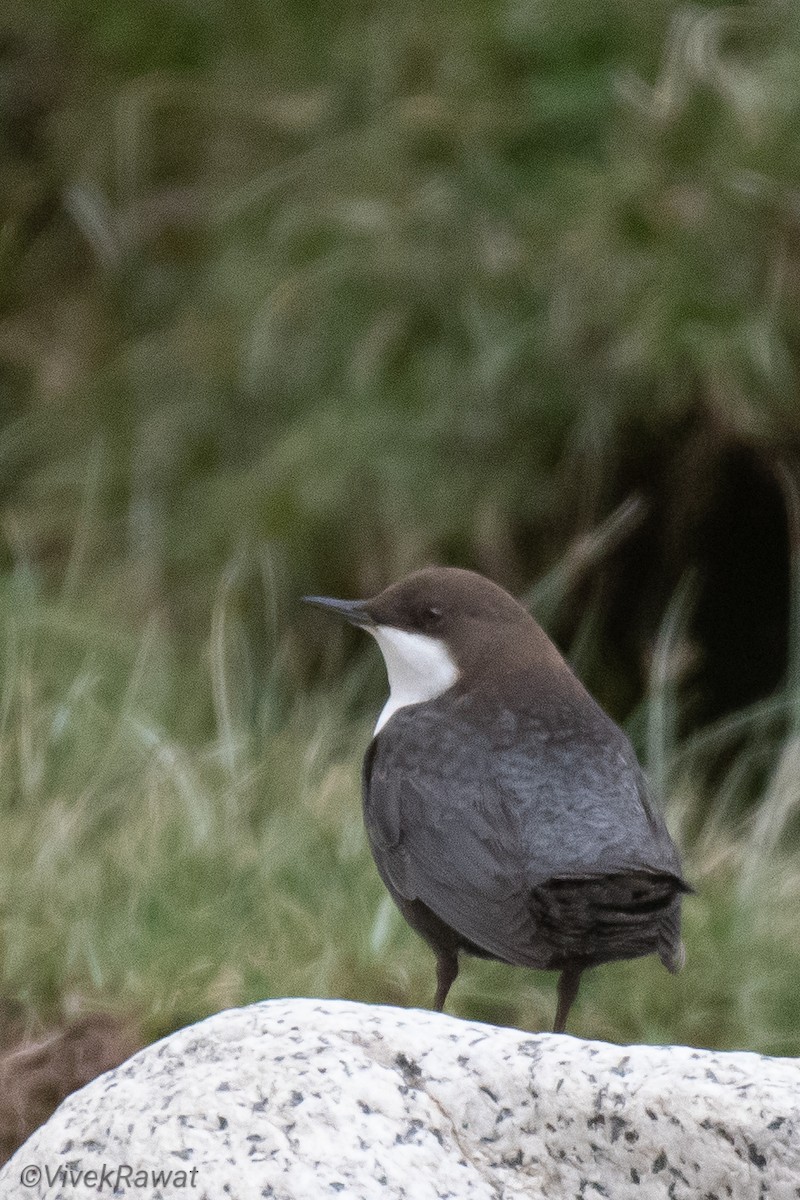 White-throated Dipper - Vivek Rawat