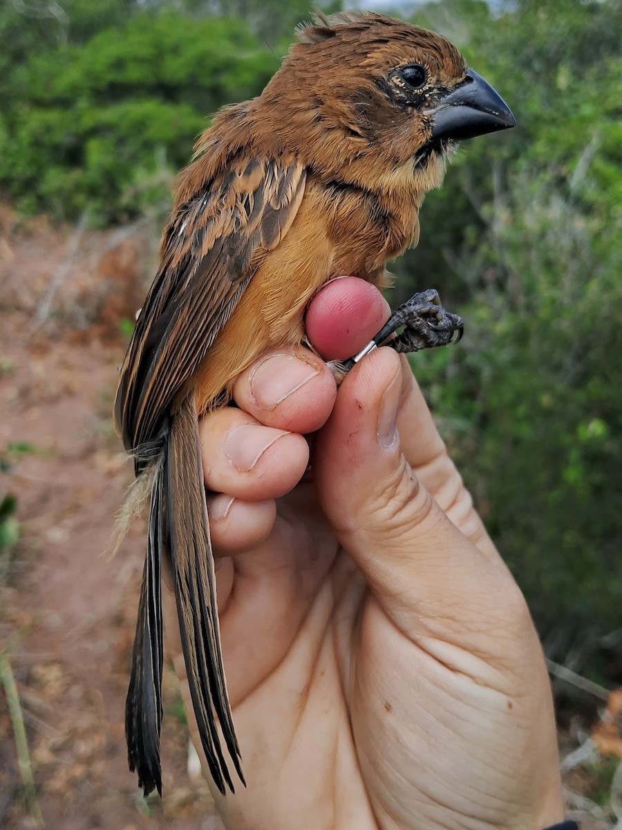 Ultramarine Grosbeak - ML620630498