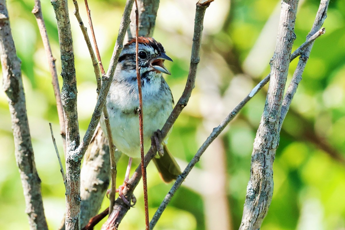 Swamp Sparrow - ML620630501