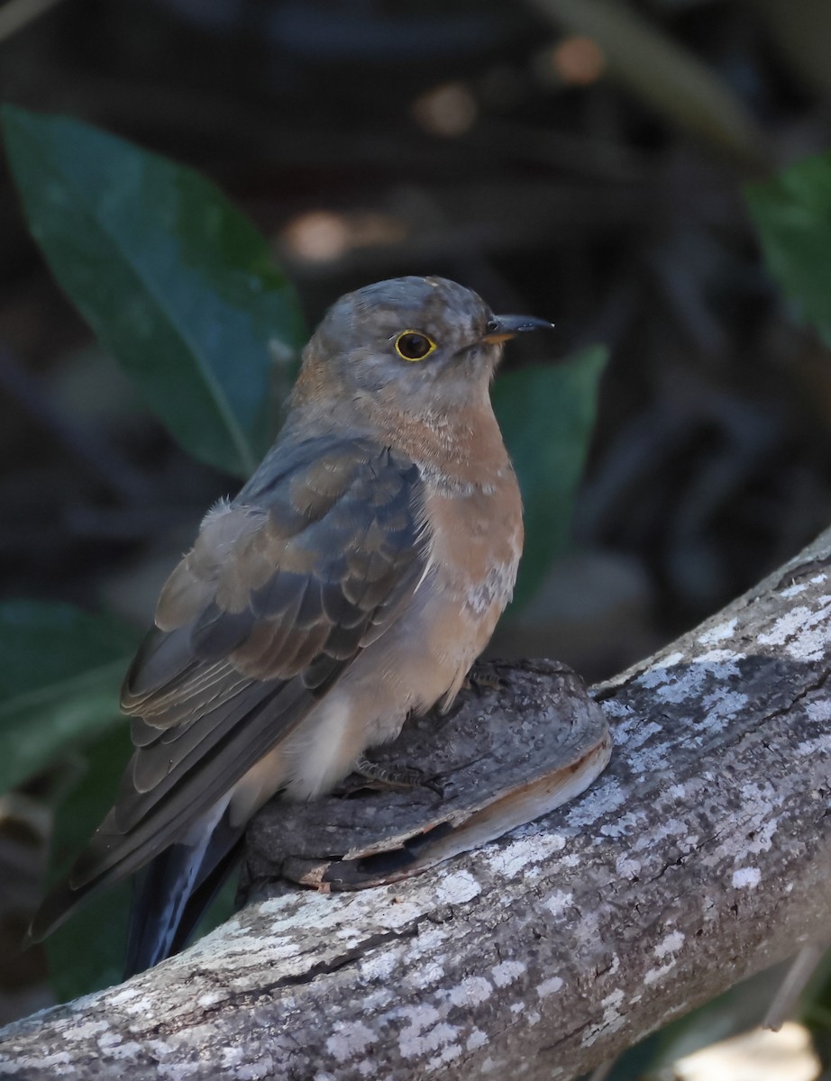 Fan-tailed Cuckoo - ML620630504