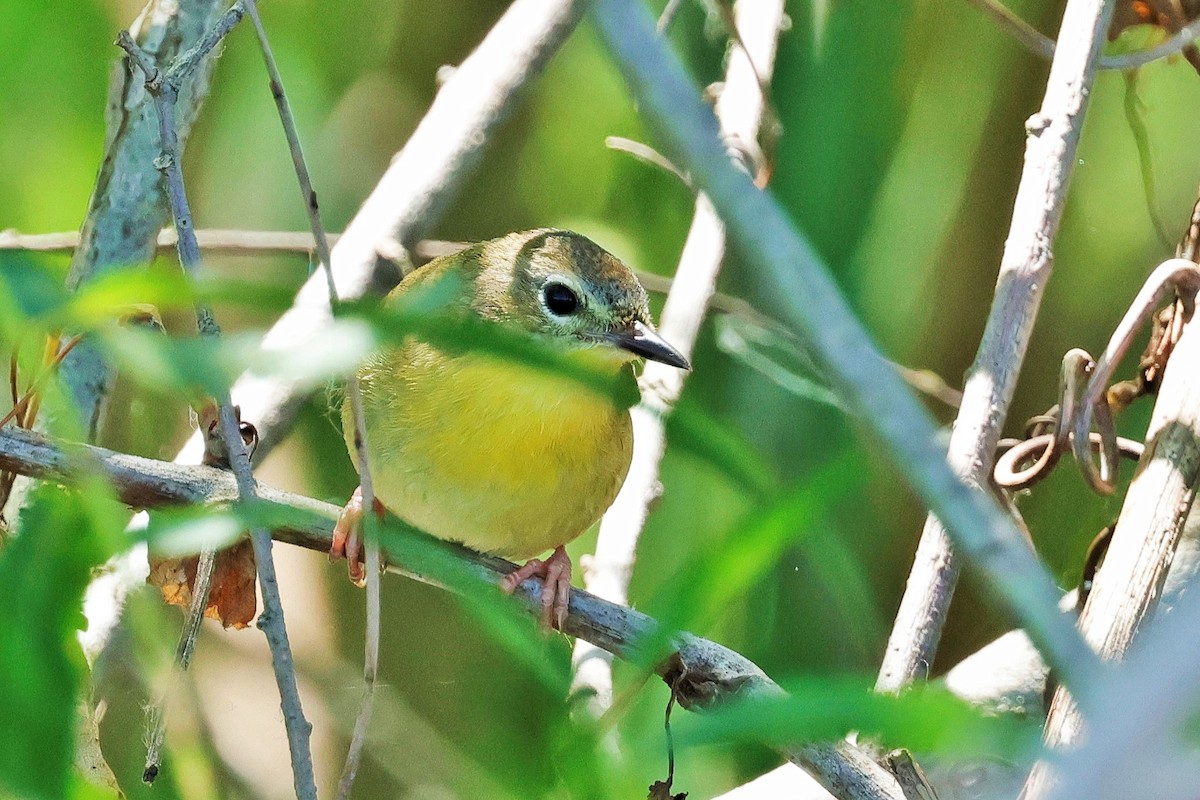 Common Yellowthroat - ML620630505